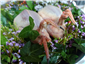 Anjou pigeons before cooking
